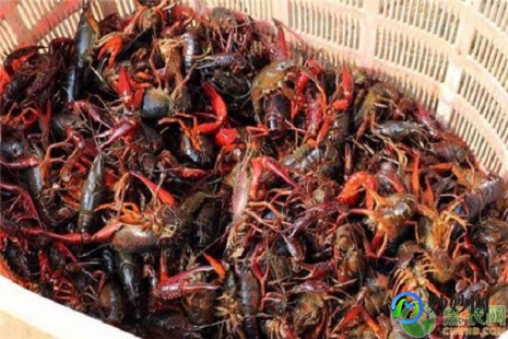 死了的小龙虾一定不能吃,龙虾死了能吃吗