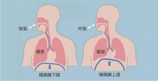 横膈膜,横膈膜是什么部位