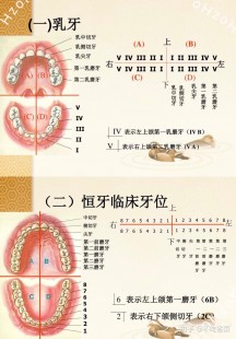 牙,牙是乳牙还是恒牙