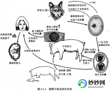 弓形虫感染,弓形虫感染的症状
