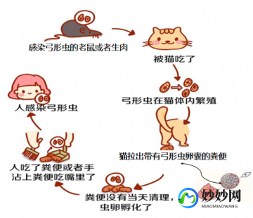 弓形虫病毒,弓形虫感染的症状
