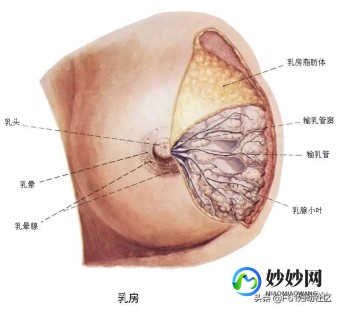 女性图片,构造图名称