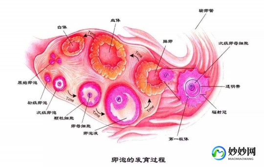 同房多久能查到怀孕,性生活后几天能查出来怀孕