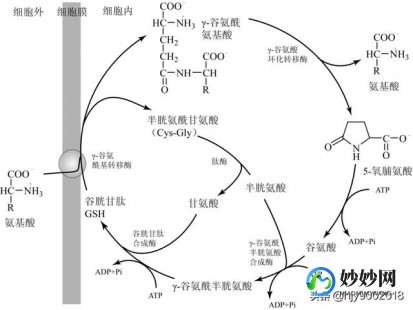 氧化型谷胱甘肽,环原型谷胱甘肽