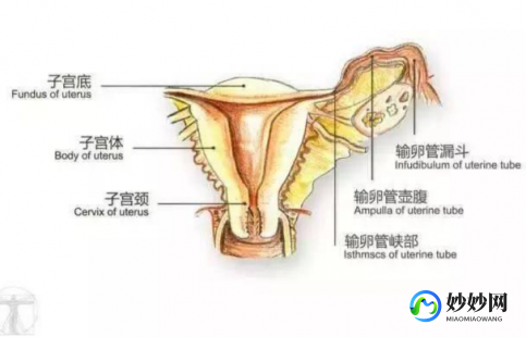 女性生殖器实图,女性外生器殖简介图