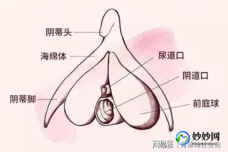 女性生殖外观图示各结构详解,女性生殖器官解剖实图