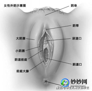 女性生殖外观图示各结构详解,女性生殖器官解剖实图