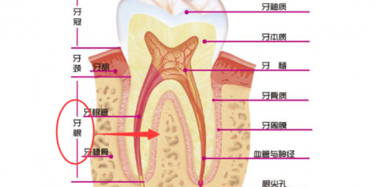 牙齿图片,牙齿的结构(图解)