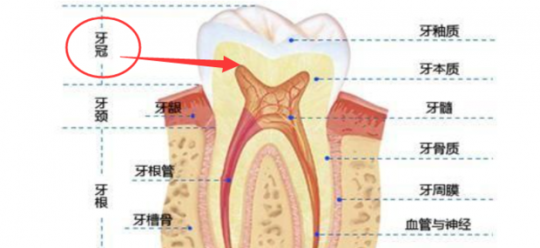 牙齿图片,牙齿的结构(图解)