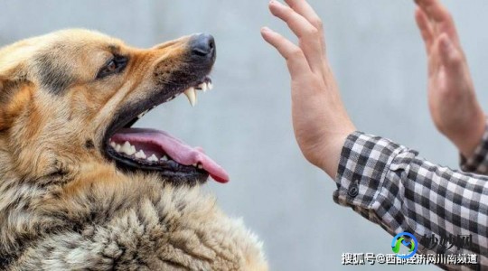 狂犬病潜伏期长达十几年？专家辟谣,狂犬病潜伏期长达十几年是真的吗