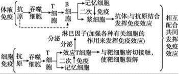 抗原检测两条杠T深C浅是什么意思,抗原显示T处有深色C处很浅