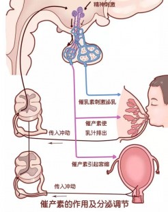 空孕催乳激素的作用,吃完空孕可以维持几个小时
