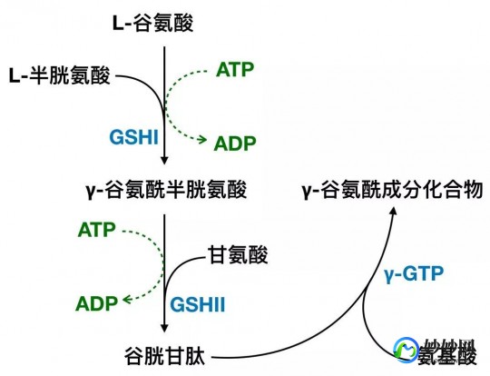 谷氨酸,大脑谷氨酸偏高的原因