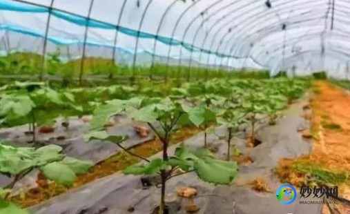 加强针注意事项,打加强针的注意事项有哪些