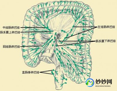 肠系膜淋巴结肿大,肠系膜多发淋巴结肿大是什么意思