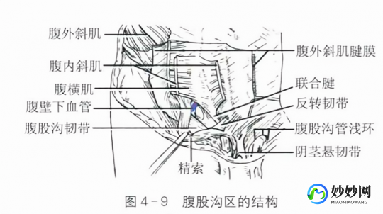 腹股沟在哪,腹股沟是什么位置