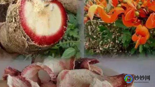 艳紫铆的功效与作用,艳紫铆醇提取物功能功效是什么