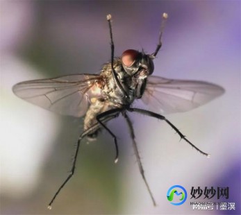 蝇香,蝇香通风多久就没毒了