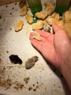 小鸡挤出来白色液体,上挤出白色的东西