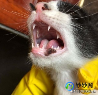 唾液腺囊肿,唾液腺囊肿可以自愈吗
