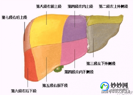 肝在哪个位置图,肝解剖位置