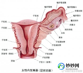 女性生殖外观图示各结构详解,外阴示意图
