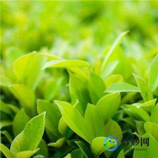 熊胆的药用价值,熊胆的功效与作用吃法