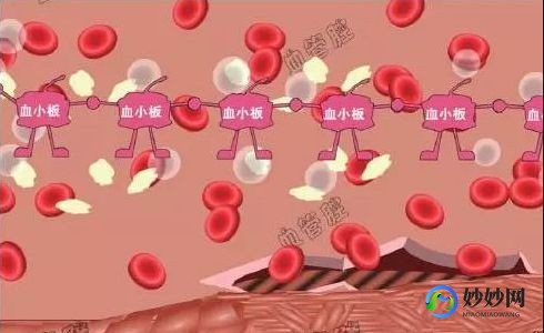 血小板分布宽度,血小板分布宽度低怎么回事