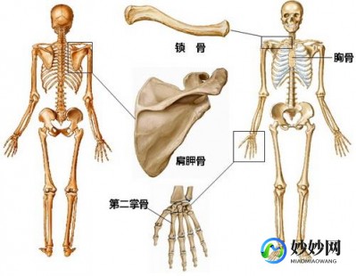 髋骨,髋骨体表标志有哪些
