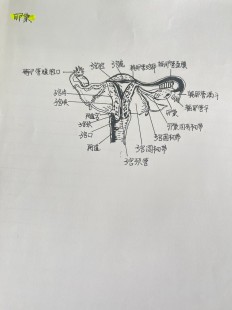 阴构造,构造图名称