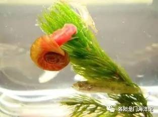 苹果螺,苹果螺能吃吗