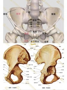 髂骨,髂骨和髋骨的区别