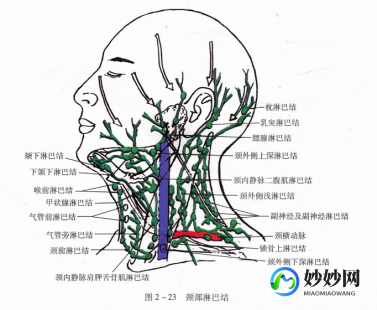 脖子,脖子上有淋巴结吗