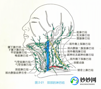 颈部淋巴结,脖子上有淋巴结吗