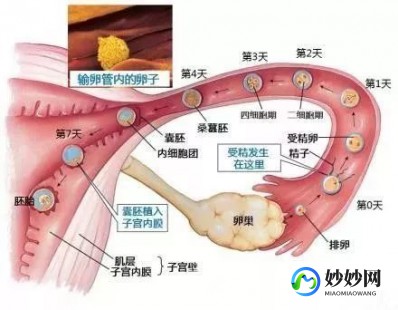 幼稚子宫排卵规律是什么-幼稚子宫排卵吗