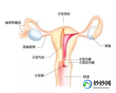 妇科病中幼稚子宫是什么_幼稚子宫属于什么病