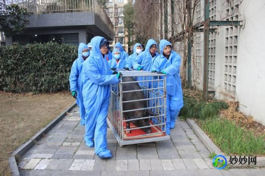 乖乖猪世界3.0攻略,乖乖猪世界3.0变态版手游攻略,探索奇幻世界,成就猪猪英雄