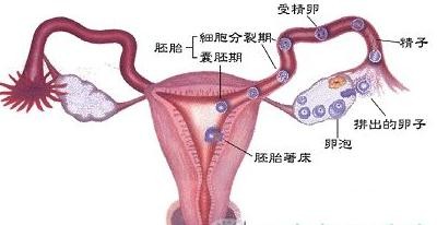 幼稚子宫可以做人工受精;幼稚子宫能做人工授精吗
