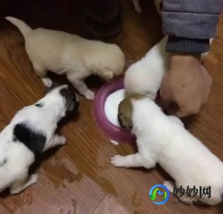 成犬吃幼儿奶粉会怎么样成犬喝幼犬奶粉会怎样