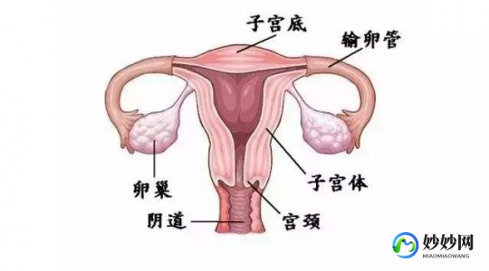 子宫切除后做试管婴儿子宫纵隔切除后做试管成功率高吗