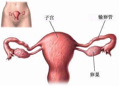 子宫切除点会怀孕吗;子宫切除还会怀孕吗