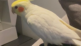 冲鹦鹉奶粉怎么样 玄凤鹦鹉奶粉怎么冲
