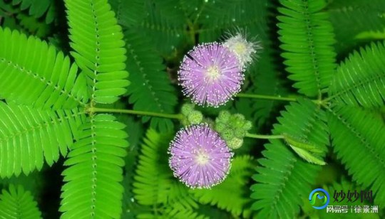 含羞草实验室入口,含羞草实验室隐藏入口,含羞草实验室