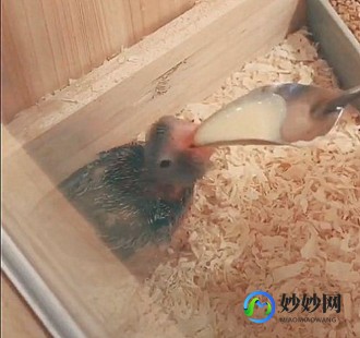 小鸟奶粉喝没了会怎么样-小鸟喝了人的奶粉不行了怎么办
