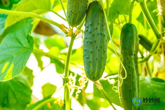 3段奶粉育护怎么样—育护3段奶粉怎么样