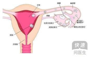 子宫不发育可以生育么吗_子宫发育不良可以生育吗
