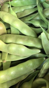 九月青豆角,九月青豆角产自哪里,九月青豆角原产地揭秘