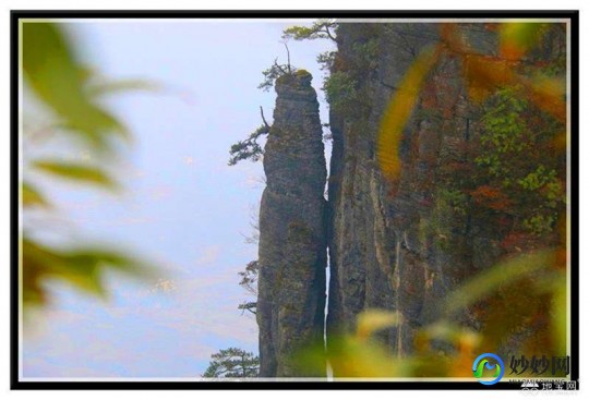 峡橙三秀,被誉为峡橙三秀之一的桃叶橙来自,探秘峡橙三秀之一,桃叶橙