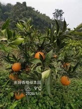 峡橙三秀,被誉为峡橙三秀之一的桃叶橙来自,探秘峡橙三秀之一,桃叶橙