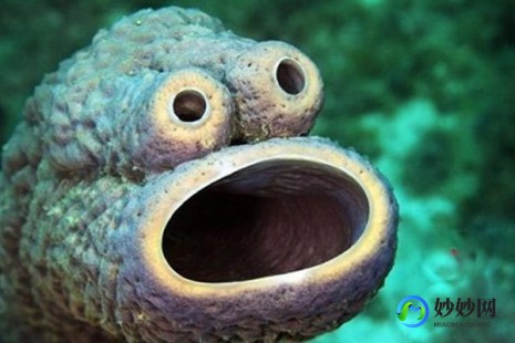 浮游生物2,浮游生物2,浮游生物2